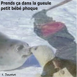 Prends ça dans la gueule petit bébé phoque