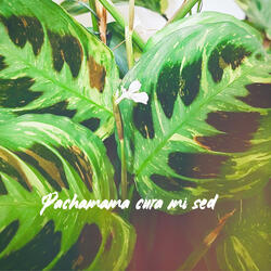 Pachamama Cura mi Sed