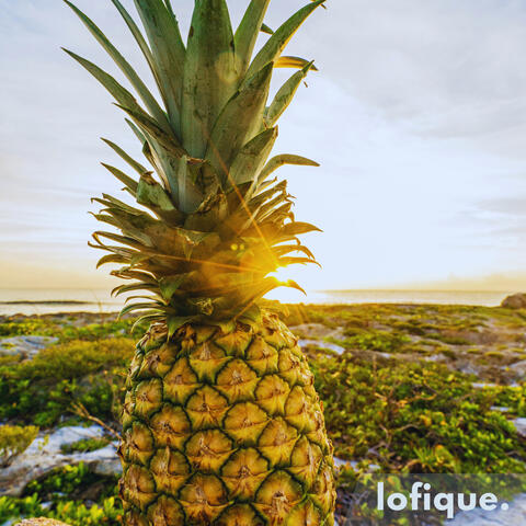 Pineapple Paradise