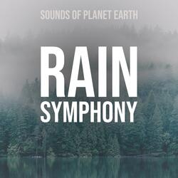 Gentle Sounds of Rain on the Swamp with Frogs