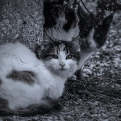 Gatos Callejeros