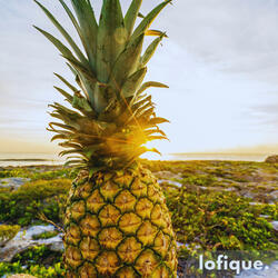 Pineapple Paradise
