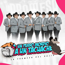 Un perro mordio a un Tacuache