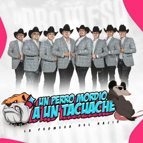 Un perro mordio a un Tacuache