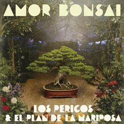 Amor Bonsai