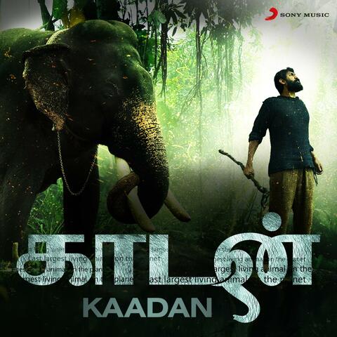 Kaadan