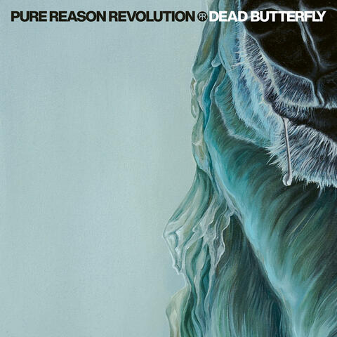 Dead Butterfly