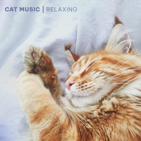 Cat Music & Cat Music Experience & Music For Cats