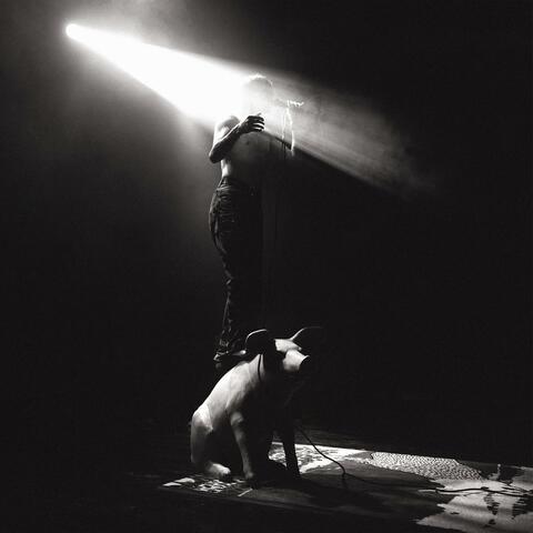 Piglet Live