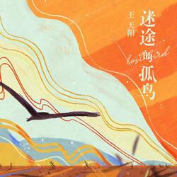 Lost lonely bird