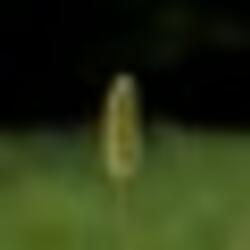 Fireworks (Jakes Original)