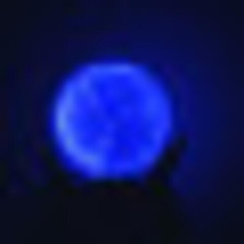 Zitter