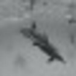 gimme sumthin real (world trip)