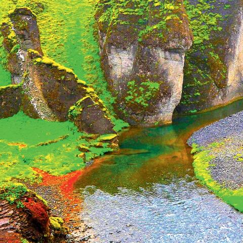 Rainforest