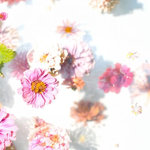 Petals (Acoustic)