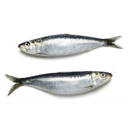 Sardine