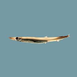 Barracuda