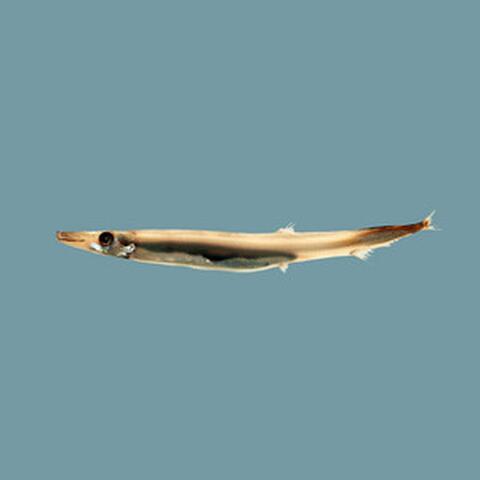 Barracuda