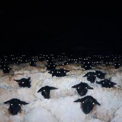 Rot
