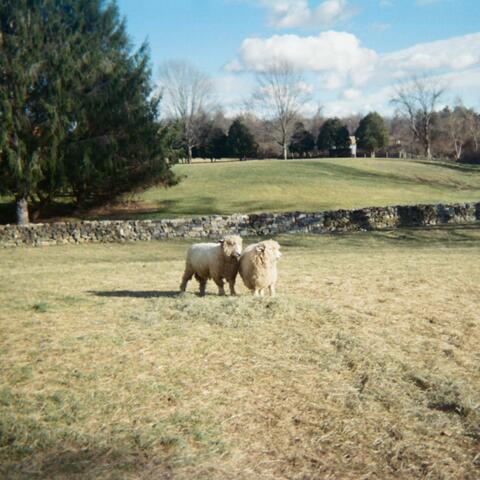Virginia Pastoral