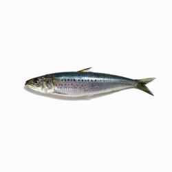 Long Sardine x Mr. Brightside