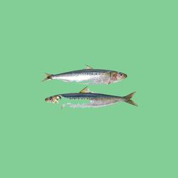 Long Sardine x Kids