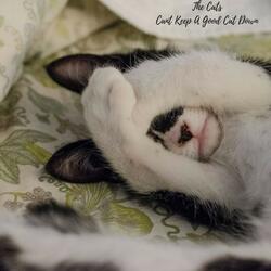 Cats In The Cuddle