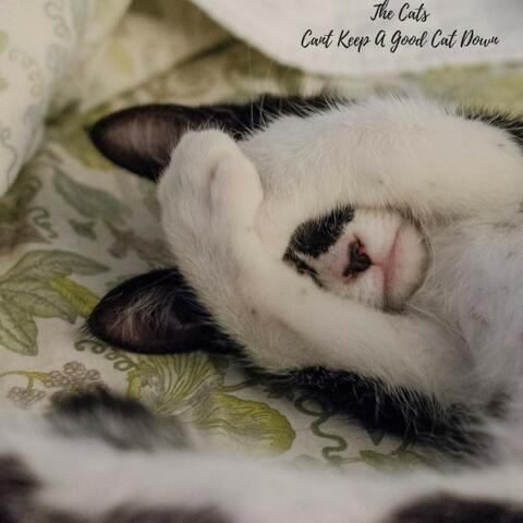Cant Keep A Good Cat Down