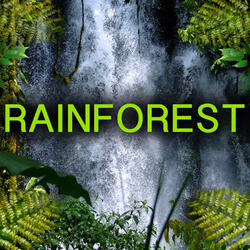 Rainforest Nature Sounds