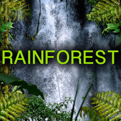 Rainforest