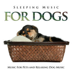 Relaxing Music For Dogs While You're Away