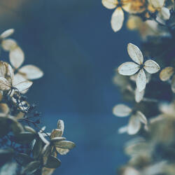 Dreaming With You