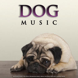 Music For Pets While You're Gone
