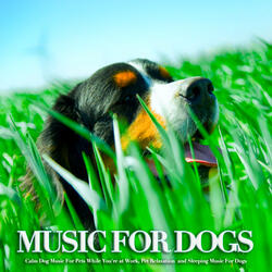 Tranquil Music for Dogs