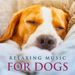 Piano Music for Pets