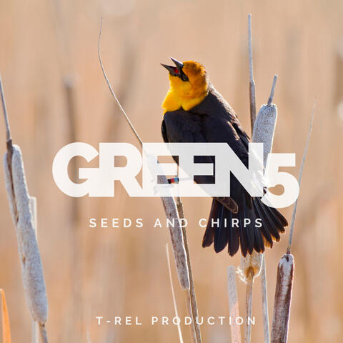 Seeds And Chirps
