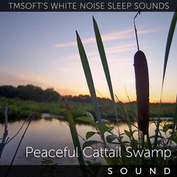 Peaceful Cattail Swamp Nature Sounds