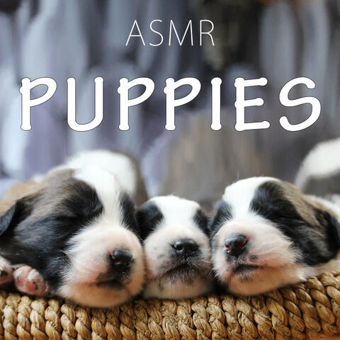 Puppies
