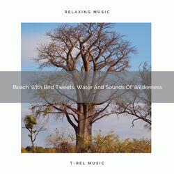 Forest And Sea With Wild Birds For Good Night