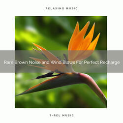Best White Noise and Wind Blows For Lovely Total Relax