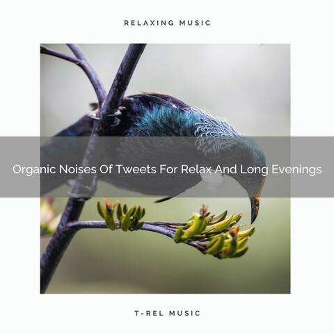Organic Noises Of Tweets For Relax And Long Evenings