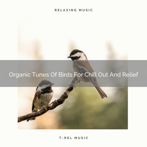 Organic Tunes Of Birds For Chill Out And Relief