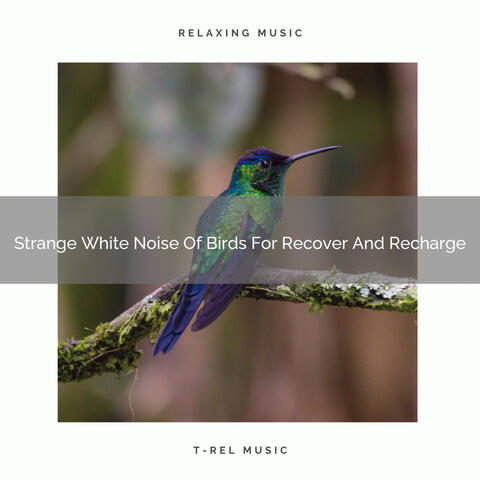 Strange White Noise Of Birds For Recover And Recharge