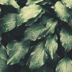 Classic Relaxing Moods