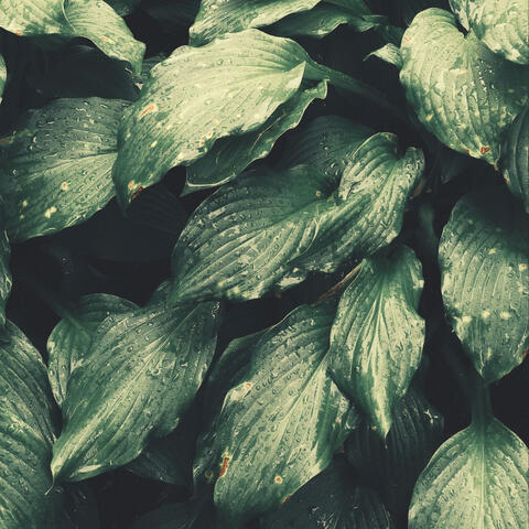 Dream Like Backdrop for Weekends