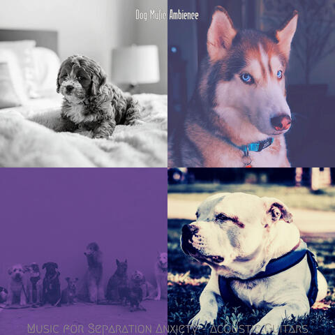 Music for Separation Anxiety - Acoustic Guitars