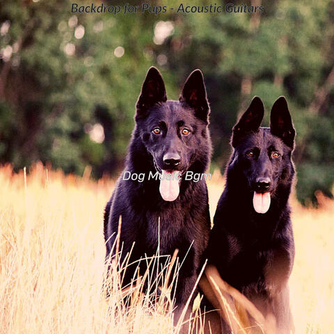 Backdrop for Pups - Acoustic Guitars