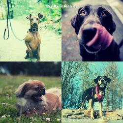 Tranquil Moods for Walking Dogs
