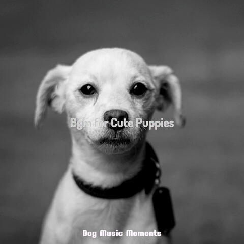 Bgm for Cute Puppies