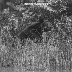 Harp Music Soundtrack for Sleeping